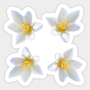 White Crocus Bouquet No Background Sticker
